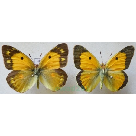 Colias croceus (Geoffroy, 1785) pair Szlaczkoń sylwetnik Slovakia91